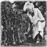 Ruth Stout Gardening Ruth Stout Gardening